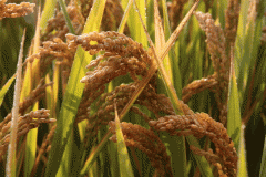 金山将首次推广种植超级稻2000亩
