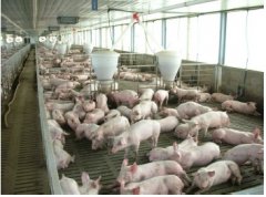 猪场内如何正确使用过氧乙酸预防口蹄疫？